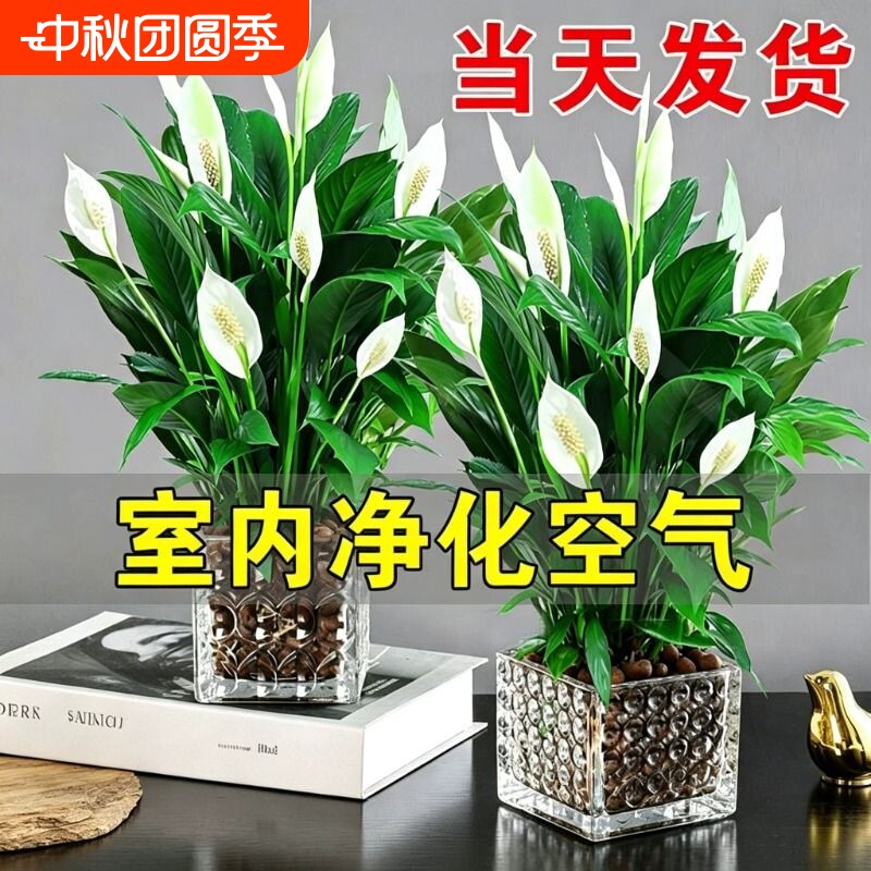 白掌盆栽净化空气水培植物绿萝箩花卉绿植红掌吸除室内甲醛发财树图片