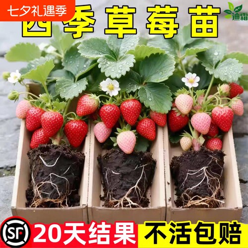 草莓苗秧盆栽四季丹东红颜奶油牛奶大棚种植裸根脱毒秧苗南方批发