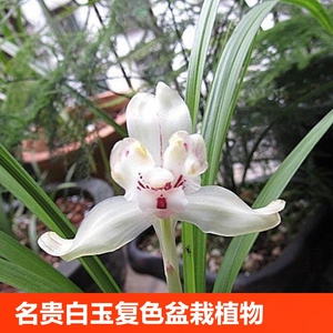 兰花苗 名贵春兰 白玉复色 盆栽植物阳台室内