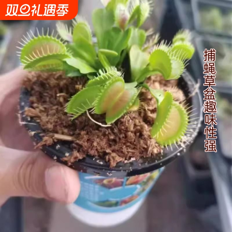 捕蝇草盆栽食虫植物驱蚊草苗多肉植物猪笼草食人花绿植花室内种植