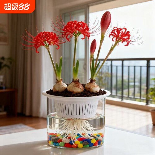 【水培新宠】彼岸花多年生曼珠沙华石蒜阳台盆栽绿植花卉好养易活