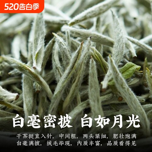 福鼎高山2026年白茶春季明前头采新茶白毫银针米针毫香散茶250g