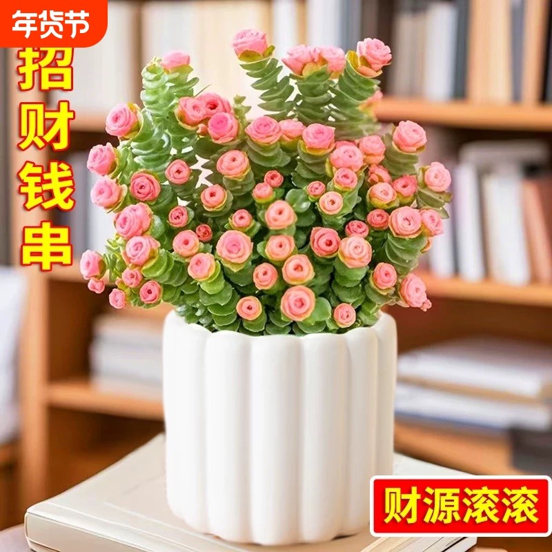彩色钱串锦多肉植物室内新手好养肉肉红心钱串子稀有品种盆栽优选