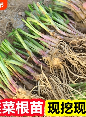 韭菜根苗紫根秋冬宽叶带土现挖室内阳台盆栽大叶红根韭菜苗好养活