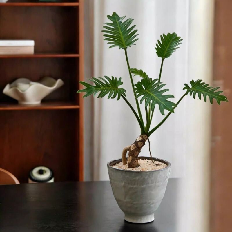 一物一拍匠心手工盆龙鳞春羽盆栽老桩绿植物杆小天使绿植客厅茶桌