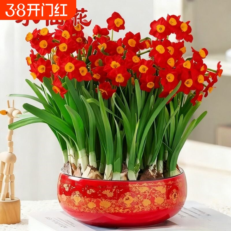 冬季水培水仙花四季开花盆栽耐寒植物室内易养活花卉绿植室外阳台