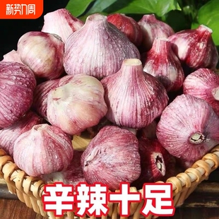 2026新鲜紫皮新蒜大蒜干蒜生蒜腌制现挖大蒜头红蒜瓣蒜嫩蒜湿蒜