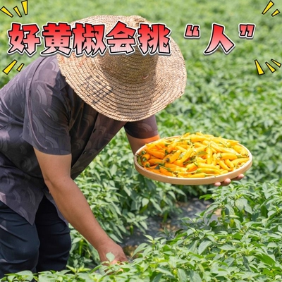 小黄椒小米椒福建永安地标特色特辣彩色辣椒新鲜现摘蔬菜批发尖椒