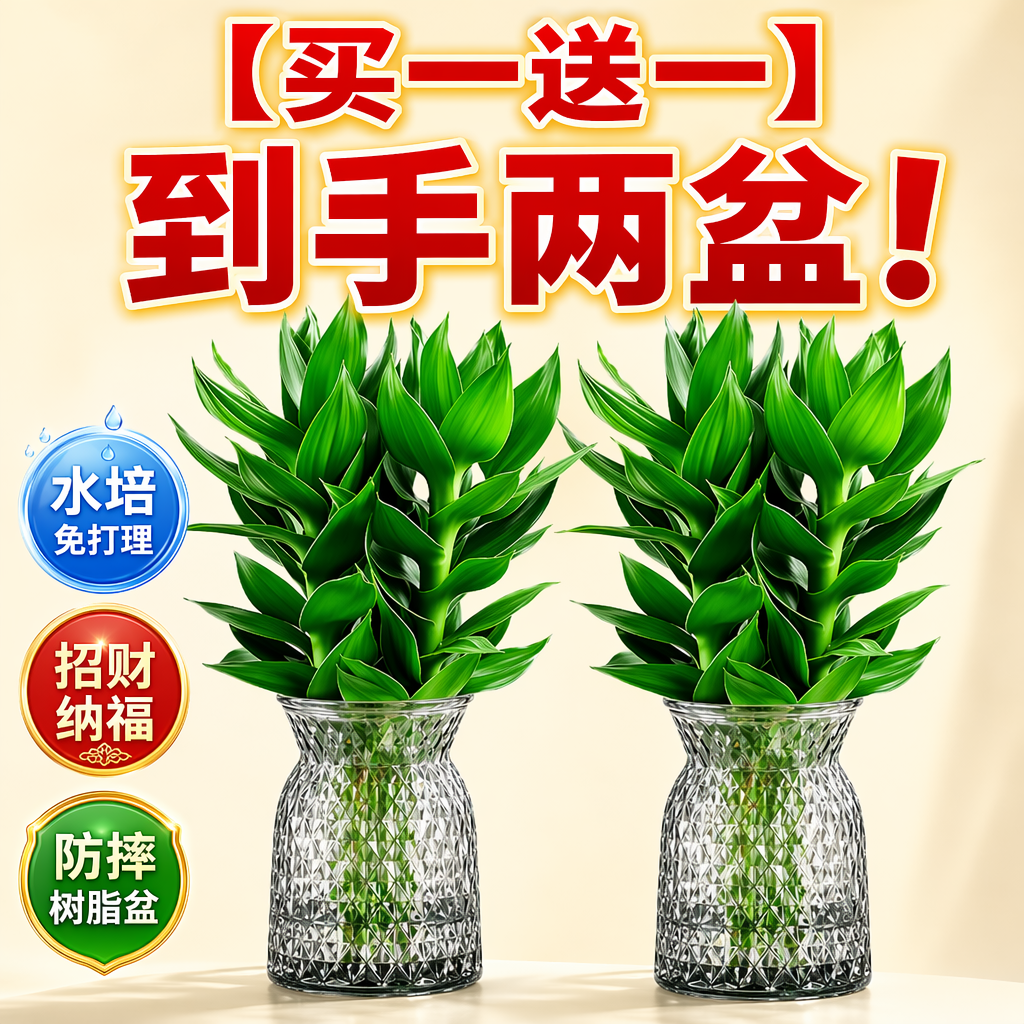富贵竹带根水培绿植水养植物盆栽室内桌面好养办公桌净化空气四季实拍图 商品