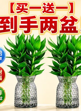 富贵竹带根水培绿植净化空气
