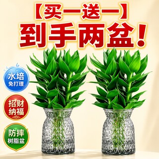 富贵竹带根水培绿植水养植物盆栽室内桌面好养办公桌净化空气四季