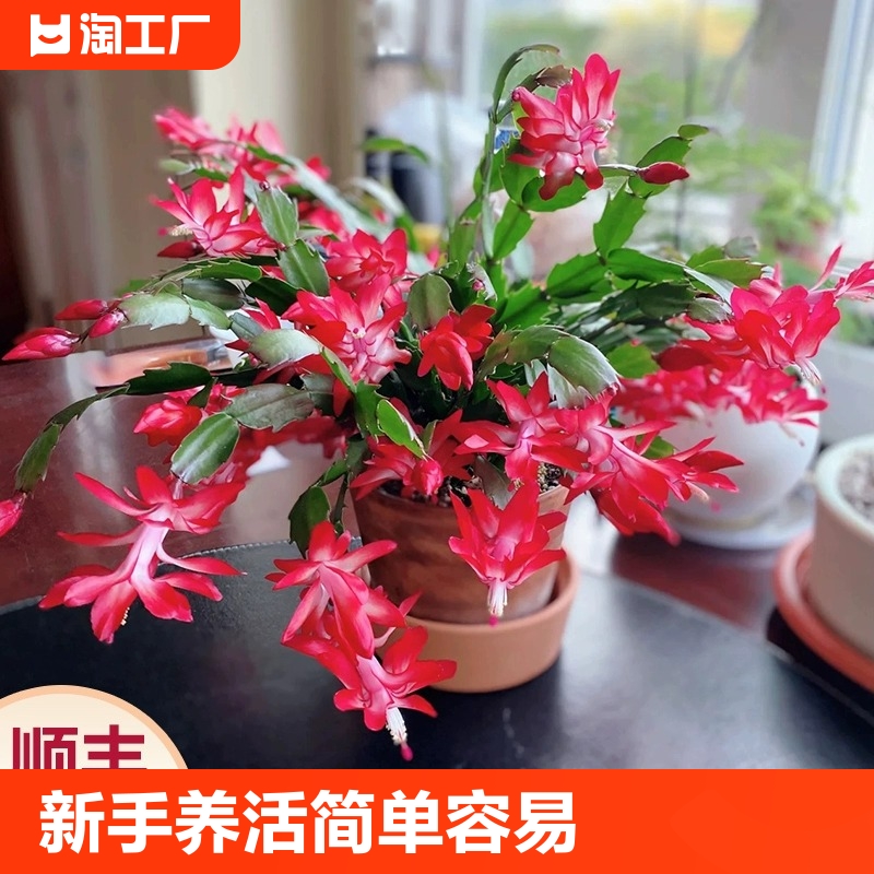 蟹爪兰盆栽带花苞重瓣新品花卉植物室内螃蟹抓花四季开花客厅阳台