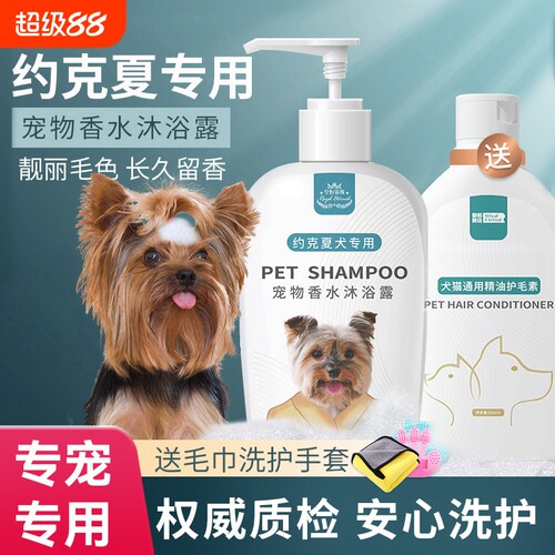 宠物狗狗约克夏蝴蝶犬专