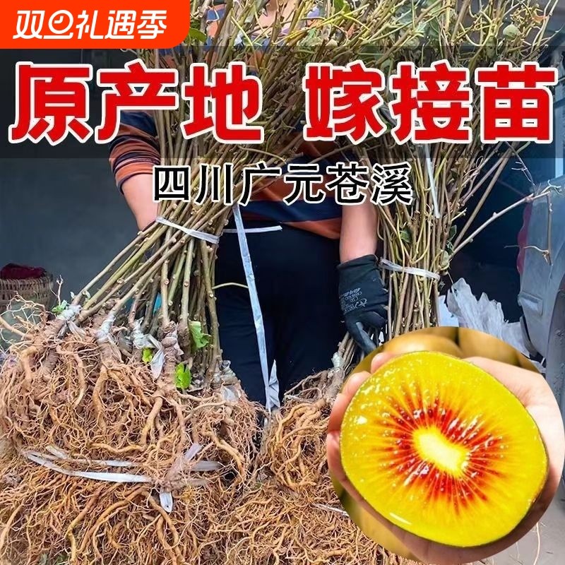 正宗嫁接猕猴桃树果苗红心绿心黄心软枣奇异果树苗室内庭院种植