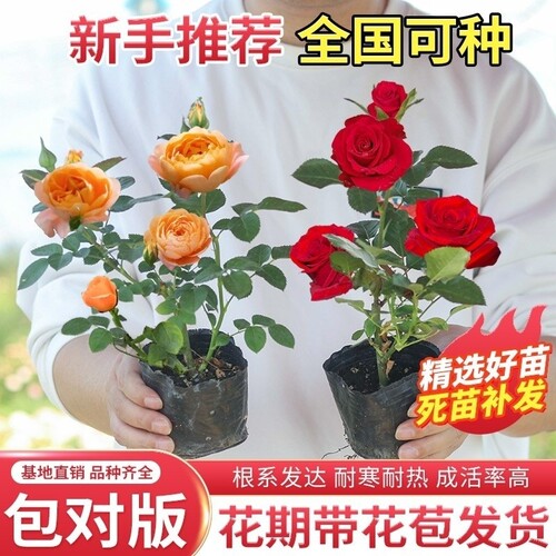 四季开花玫瑰苗|回头客超6600人