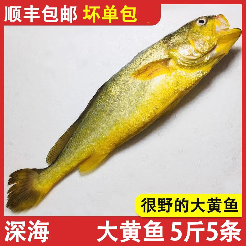 宁德黄花鱼深海野化大黄鱼新鲜冷冻黄瓜鱼冰鲜整箱海鱼送礼