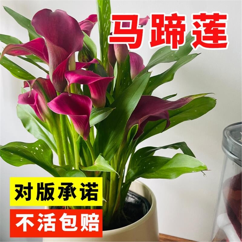 荷兰进口彩色马蹄莲种球四