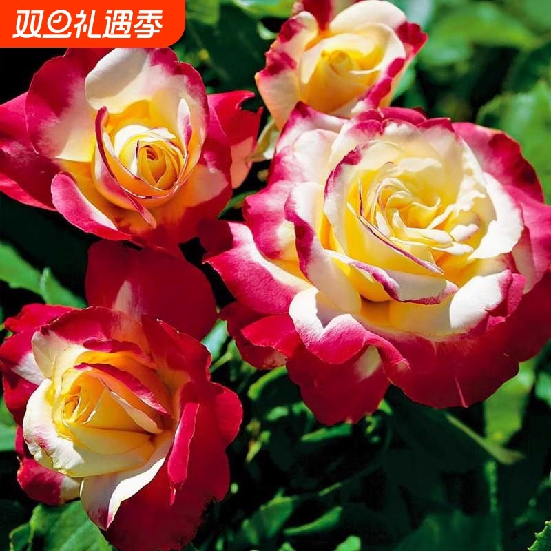 红双喜月季花苗室内外阳台四季开花蔷薇带土玫瑰盆栽花卉易活绿植