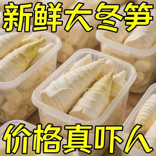 当季大冬笋新鲜竹笋水煮笋春笋清水笋楠竹笋蔬菜火锅食材批发