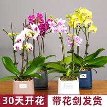 精品蝴蝶兰盆栽基地直销鲜花带花苞花箭室内阳台绿植四季好养易活
