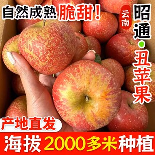 现摘当季 云南昭通野生丑苹果冰糖心苹果水果新鲜脆甜大果