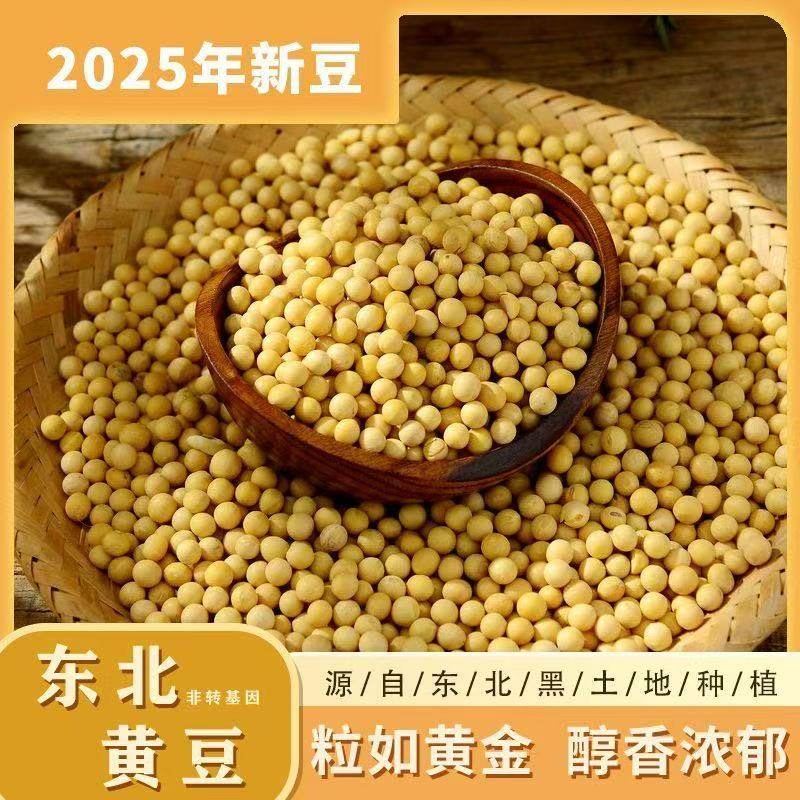 黑龙江东北农家新货自种大粒黄豆正宗豆腐豆花打豆芽浆生新鲜黄豆