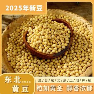 黑龙江东北农家新货自种大粒黄豆正宗豆腐豆花打豆芽浆生新鲜黄豆