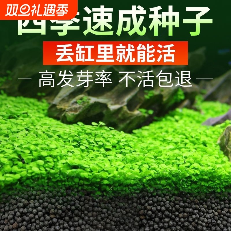懒人速成水草种子鱼缸装饰迷你对叶牛毛草活体造景套餐真植物养鱼