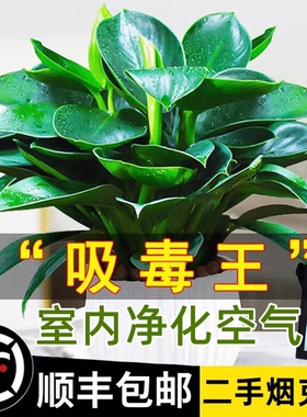 大盆金钻绿公主盆栽带花苞水培办公室内绿植多肉大叶植物去除甲醛