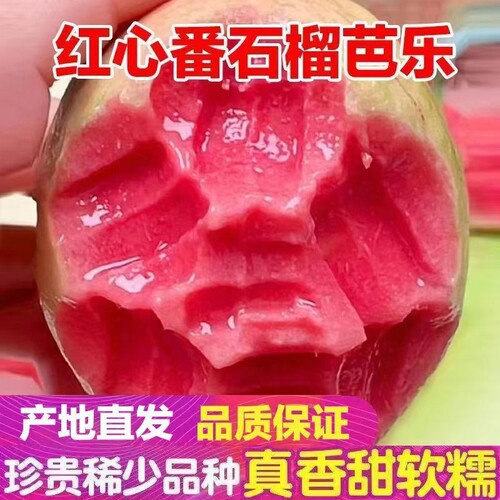 软糯香甜正宗红心番石榴新鲜水果香软芭乐软糯减脂水果芭乐