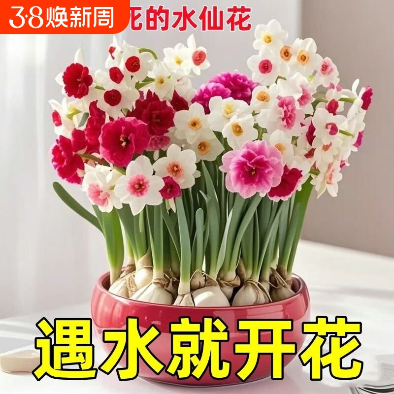 超值重瓣洋水仙花水培花卉盆栽阳台室内植物耐寒好养四季开花冬季