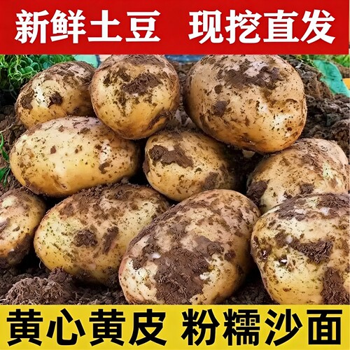 甘肃黄皮土豆新鲜黄心沙地粉糯