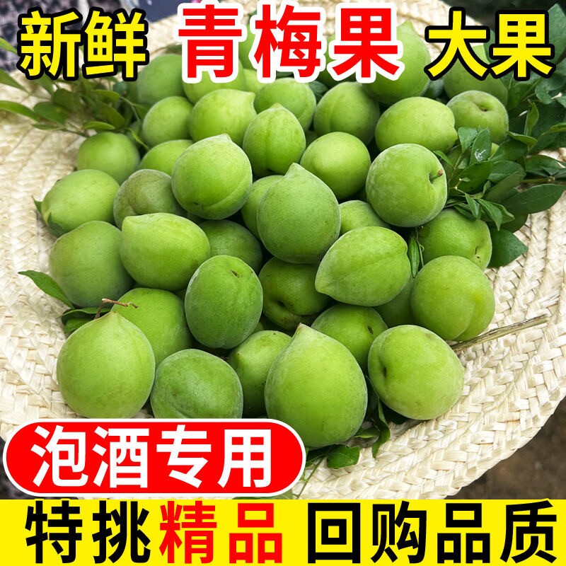 高山青梅果泡酒专用新鲜现摘鲜果深山野生酸梅子新鲜果大果白粉梅