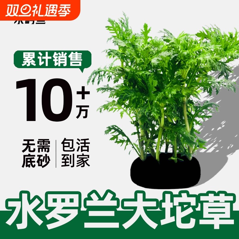 水屿鱼水草水罗兰大坨鱼缸增氧植物水培绿植新手懒人造景无需底砂