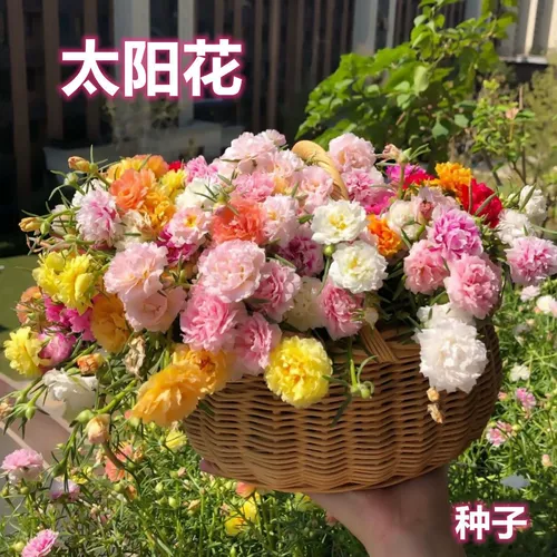 Семена стоматологического лепестка Солнечные цветочные семена Четыре сезона Цветение персидского хризантема -Эзузное внутреннее и открытое двор наблюдал за посадкой балкон
