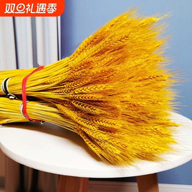 天然黄金麦穗干花花束开业大麦客厅田园装饰摆件干花插花拍摄道具