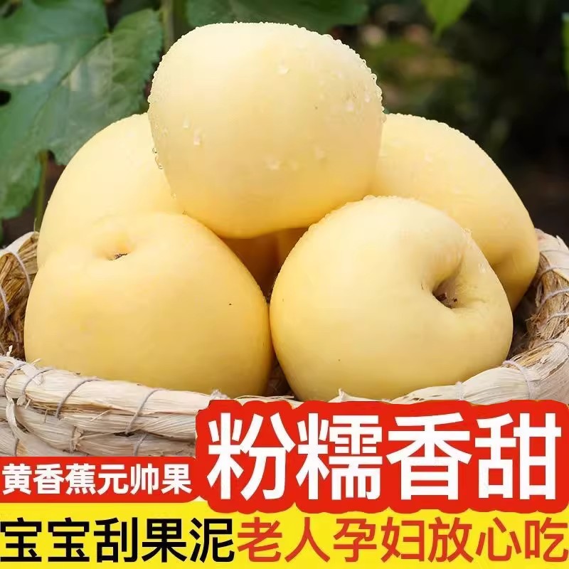 正宗黄元帅苹果粉面刮泥新鲜水果香甜宝宝辅食黄金帅奶油苹果香蕉