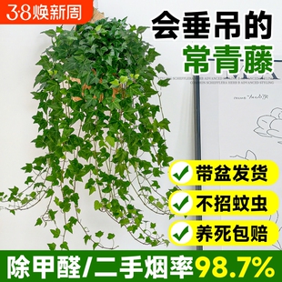 常春藤盆栽室内客厅常青藤垂吊植物除甲醛净化空气四季好养活绿植