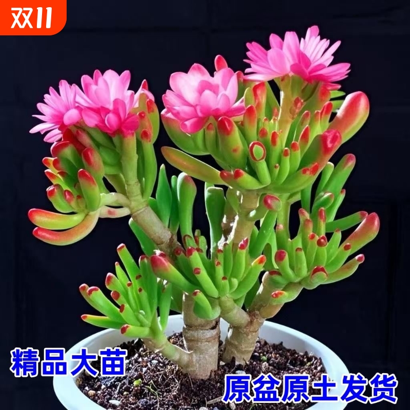 吸财树老桩好养室内绿植盆栽花卉组合多肉招财猫精品防辐射吹雪