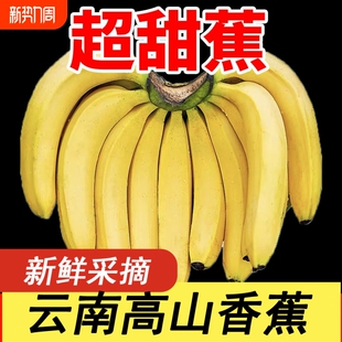 薄皮香甜软糯 云南青皮高山现摘香蕉正宗新鲜甜糯水果当季 精选