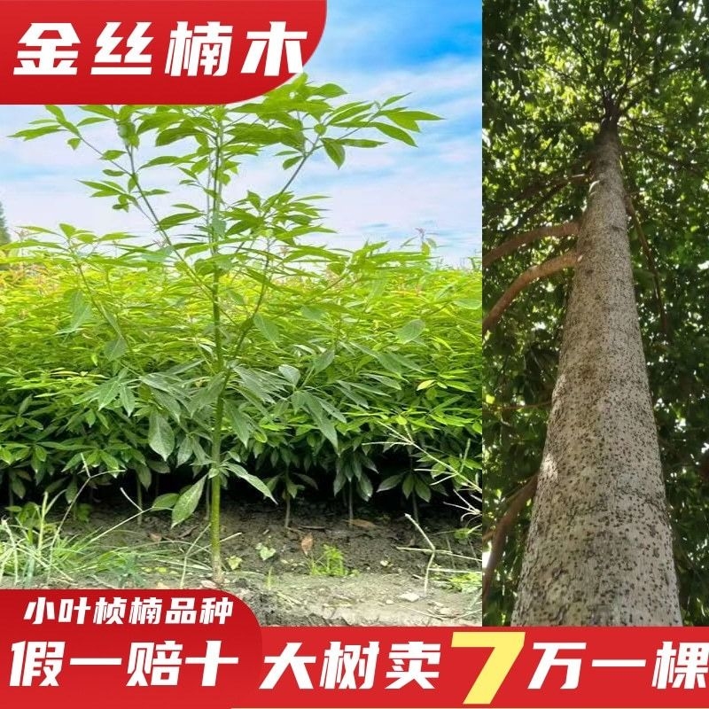正宗四川金丝楠木树苗带土小叶桢楠名贵大树苗盆栽庭院绿化名贵