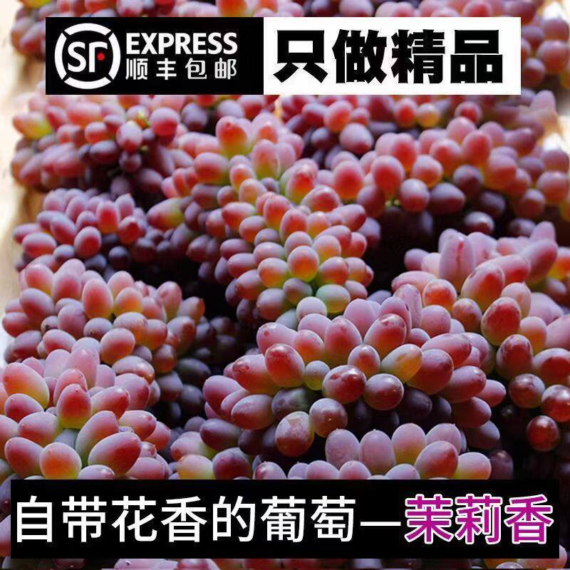 东北直发顺丰茉莉香葡萄新鲜水果当季郁金香葡萄无籽红提提子酸甜