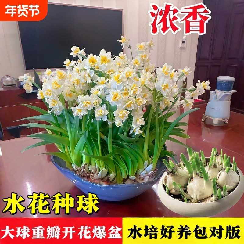 重瓣水仙花种球盆栽秋冬开花卉植物室内花绿植水培好养带花苞香水,鲜花速递/花卉仿真/绿植园艺,时令草本花卉,淘宝优惠券,粉丝福利购,淘宝优惠卷