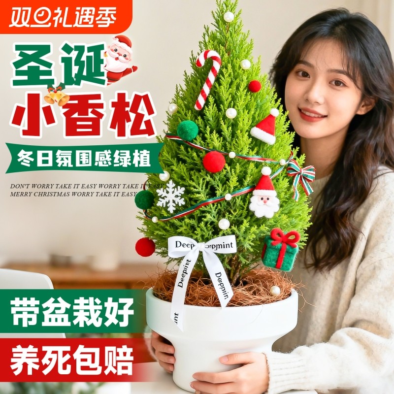 圣诞树小香松盆栽室内客厅桌面真树香松柏绿植氛围感花卉植物创意