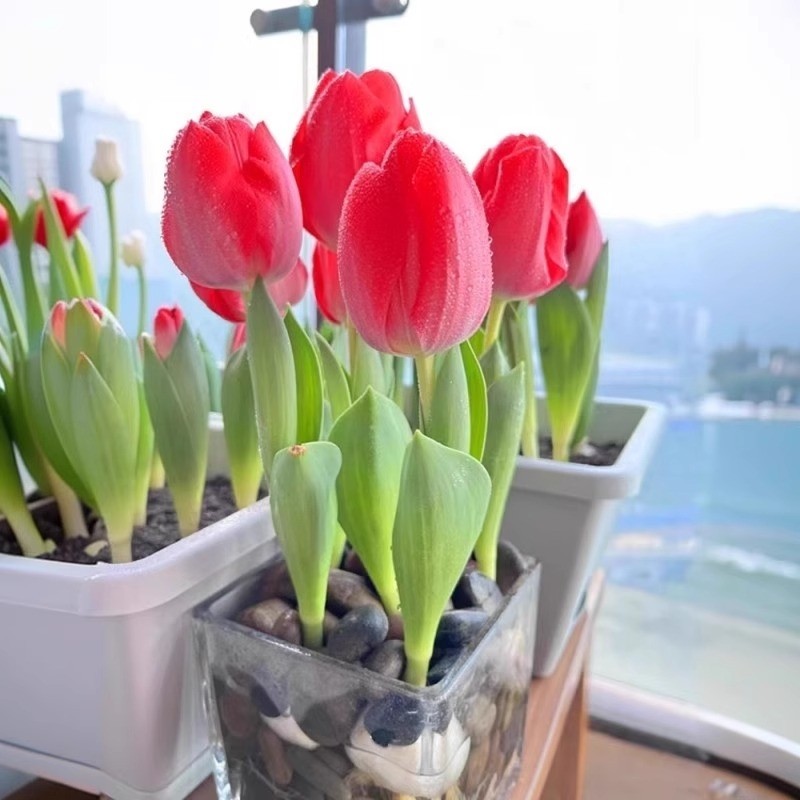 进口郁金香种球盆栽水培植物四季开花好养花卉多规格