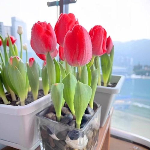 进口郁金香种球盆栽水培植物四季开花好养花卉多规格