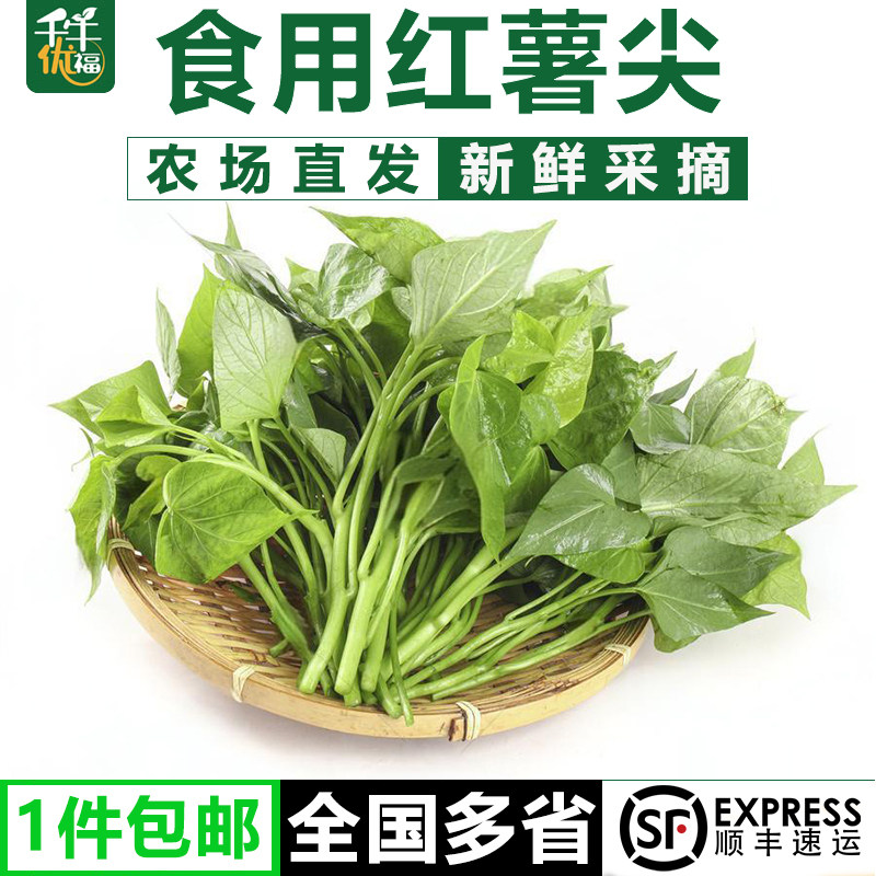新鲜采摘食用番薯叶苕尖红薯叶图片