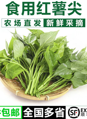 新鲜采摘食用番薯叶苕尖红薯叶