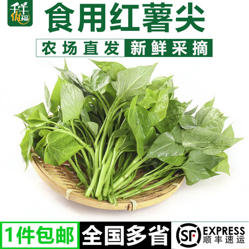 新鲜采摘食用番薯叶苕尖红薯叶