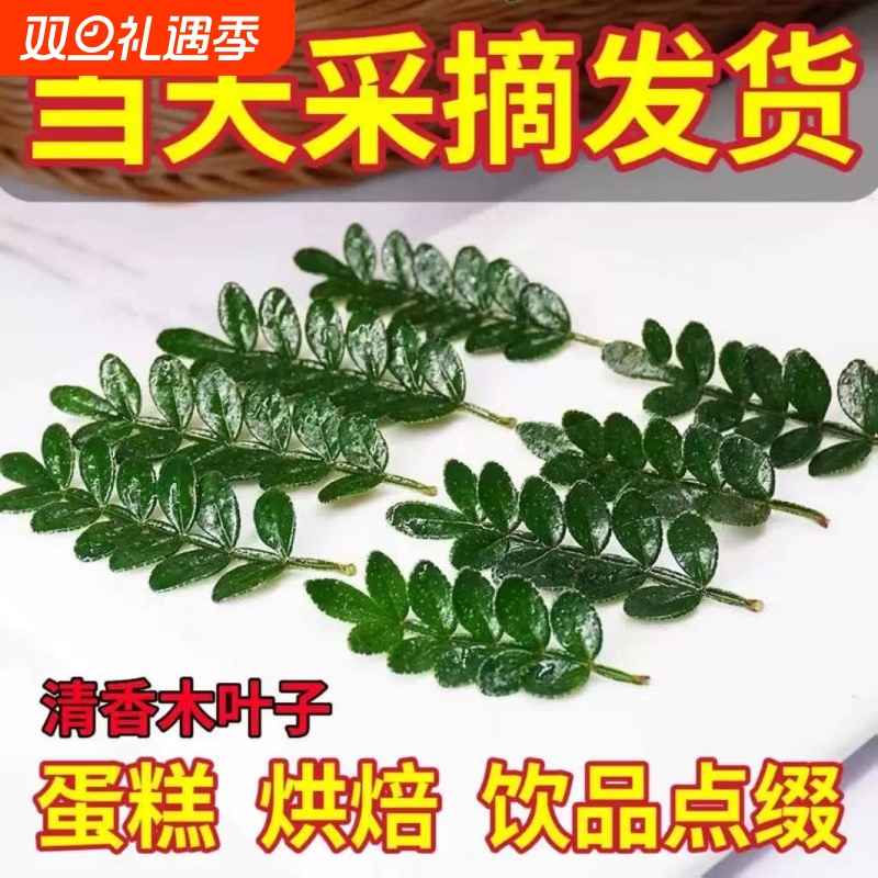 鸡尾酒甜品调酒蛋糕装饰点缀绿植盆栽清香木叶子薄荷芽迷迭香植物